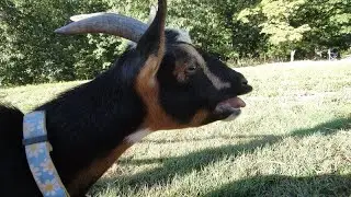 Update on Daisy, the Goat with a Horrific First Birth