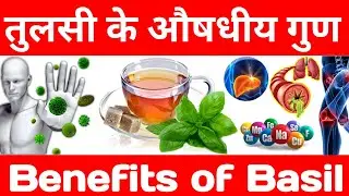तुलसी खाने के फायदे - Benefits of Basil - Medicinal Value of Basil - तुलसी के औषधीय गुण