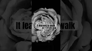 Rose from concrete by Tupac Shakur #tupac #tupacshakur #poetrystatus #poetry #poetrylovers