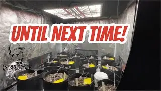 Spider Farmer grow series!  The last day!!