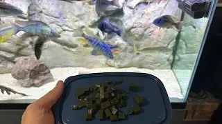 African cichlids feeding Repashy super food. They can’t get enough of this amazing food