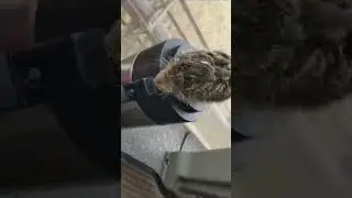 Комбайнер с зайчиком в Оренбургских степях 🐰
