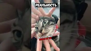 😂Подборка Ожидание vs Реальность!  Коты   #1 