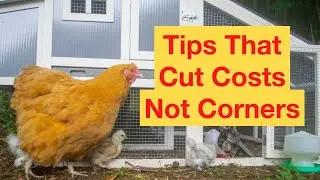 How To Manage Poultry Keeping Costs In Today's Economy
