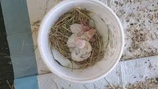 Baby budgies!