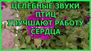 ВЕСНОЙ ПТИЦЫ ПОЮТ ЗВОНЧЕ ЦЕЛЕБНЫЕ ЗВУКИ ПЕНИЯ ПТИЦ УЛУЧШАЮТ РАБОТУ СЕРДЦА И НЕРВНОЙ СИСТЕМЫ
