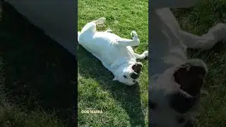 Ши-тцу & Питбуль 😎. 
