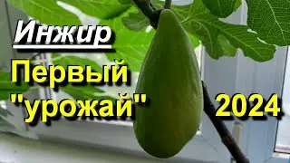 Инжир в Каневе. Первый 