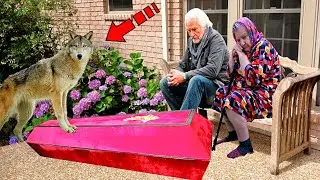 Having received their son in a zinc coffin, the old people did not know how to live further. But the