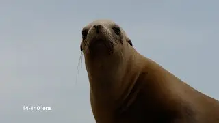Panasonic G7 4K UHD Sample Footage With Macro