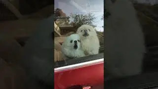 Милые Собачки
