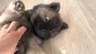 Eurasier puppies 7,5 weeks old