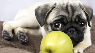 Можно ли кормить домашних животных мясом? Можно ли переводить животных на вегетарианство? Аннада