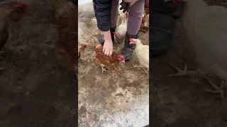 Chicken. The chicken coop. Cock. Egg. #shorts #shortvideo