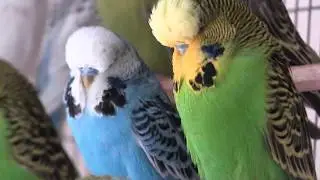 Yellow Feather Pigmentation in Budgerigars