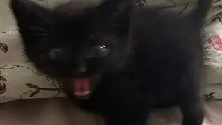 {Какая-то хрень по шипу Ворон/Малыш} А ну-ка Давай-ка( Малыш, Ворон, Эни)