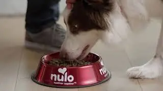 Nulo Freestyle Adult Dry Dog Food
