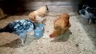 Живучие породы кур для начинающих.