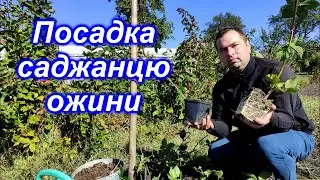 Посадка саджанцю ожини 2023