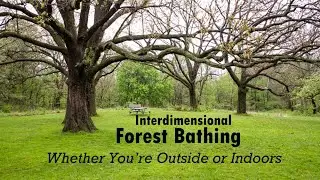 Interdimensional Forest Bathing