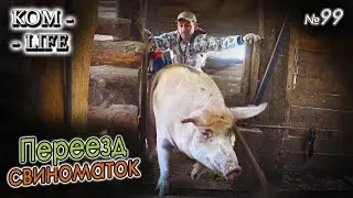 ВСЕ СВИНЬИ В ОДНОМ САРАЕ