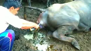 Buffalow_first time live delivery_time help by_village_men?