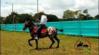 El Shaman