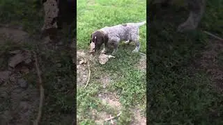 Barto | 6w old, male German Shorthaired Pointer puppy