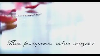 Выписка из роддома ролик FullHD