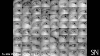 Age decreases the size of our eyes’ pupils | Science News