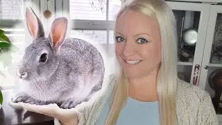 The Spiritual (Symbolic) Meaning of Rabbits | Animal Symbols & Omens