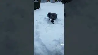 Зима на Кубани 2022 год январь      