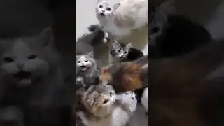 Cute cat... #cat #catlover #catvideos #cutecat #cutecatvideos #shorts