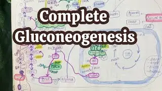 Complete Gluconeogenesis || Metabolism ||