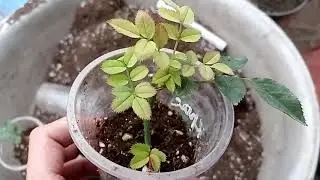 Горшечная роза. Черенки укоренились? 🌹