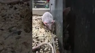 #Крыски