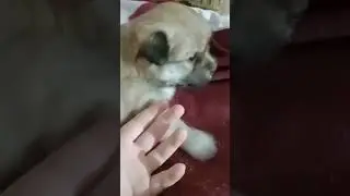 да да