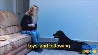 Enhancing Your Dog's Mind and Behavior: A Comprehensive Brain Training For Dogs Review