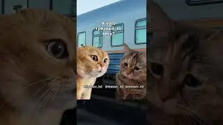 Привет, ты чего на вокзале делаешь? #тренд #приколы #коты #мемыскотами#веселыекоты