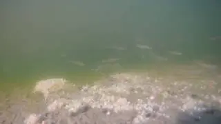 Супер прикормка :))) Съёмки под водой.