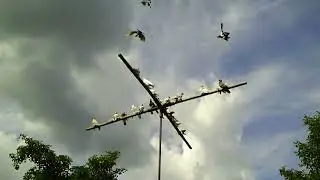 05 09 22г Двухчубые СА под хищником