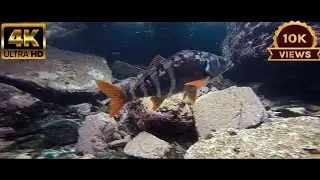 4k video result background video#hdr #hd