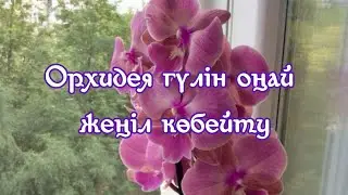 Үй жағдайында Орхидея гүлін оңай жеңіл көбейту жолы #ютуб #шортс #тикток