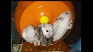 Раздаём хомяшек