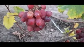 ГФ Винограда ЛЮДОЧКА (Железненко А.). 29.09.2023г.
