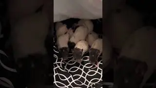 jumpscare: baby chaos potatoes