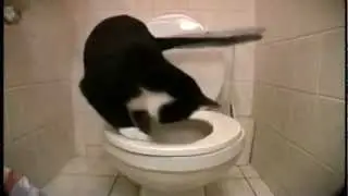 Котэ срёт на унитазе