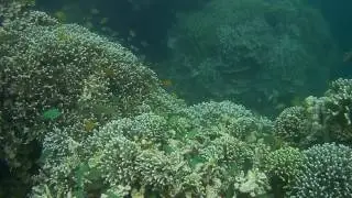 Snorkelling in Moalboal