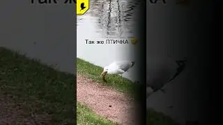 Прикол птичка чайка 
