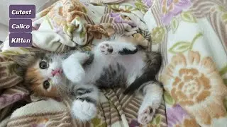 Cutest Youtube Kitty With Nice Music